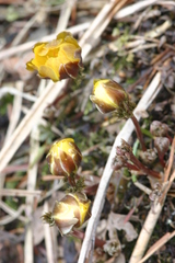 Adonis amurensis