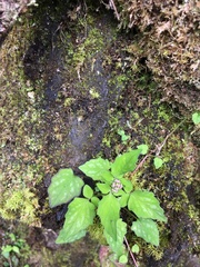 Valeriana flaccidissima