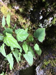 Valeriana flaccidissima