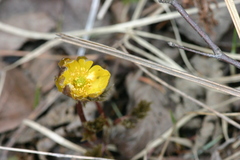 Adonis amurensis