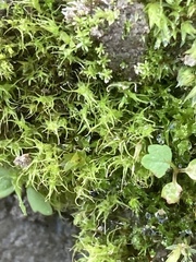 Dicranella schreberiana