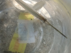 Zenarchopterus buffonis