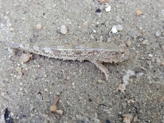 Periophthalmus chrysospilos