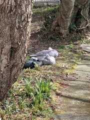 Cairina moschata domestica