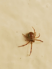 Araneus gadus