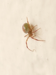 Araneus gadus