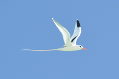 Phaethon lepturus catesbyi