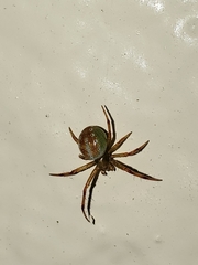Araneus gadus