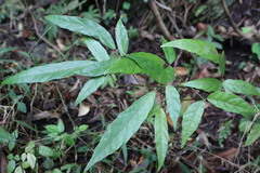 Ohwia caudata