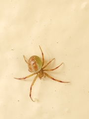 Araneus gadus