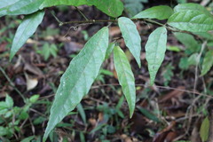 Ohwia caudata