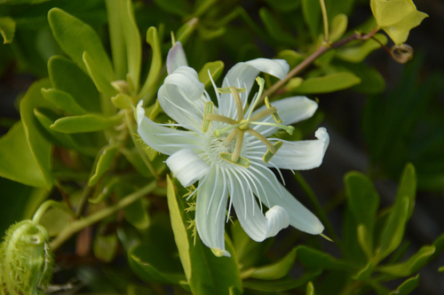 Image of Passiflora pectinata by no rights reserved