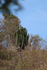 Pachycereus