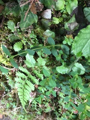 Hypericum taihezanense