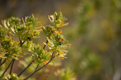 Suriana maritima