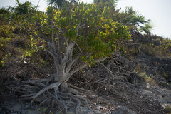 Jacquinia keyensis