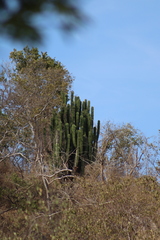 Pachycereus