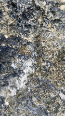 Echinolittorina tuberculata