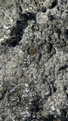 Echinolittorina tuberculata