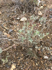 Eriogonum nummulare