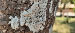 Pyxine