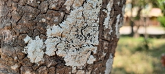 Pyxine