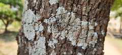 Pyxine