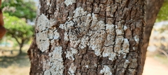 Pyxine