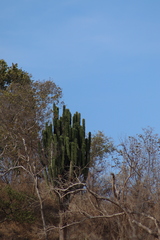 Pachycereus