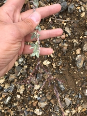 Eriogonum nummulare