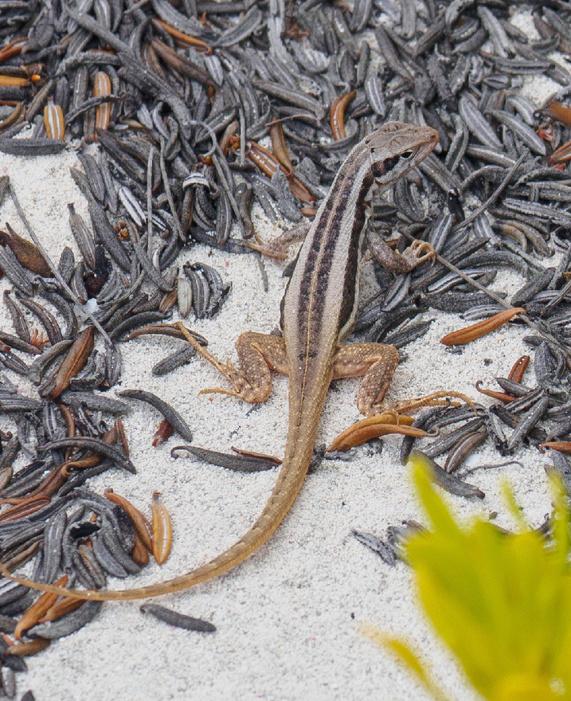 Rum Cay Curlytail