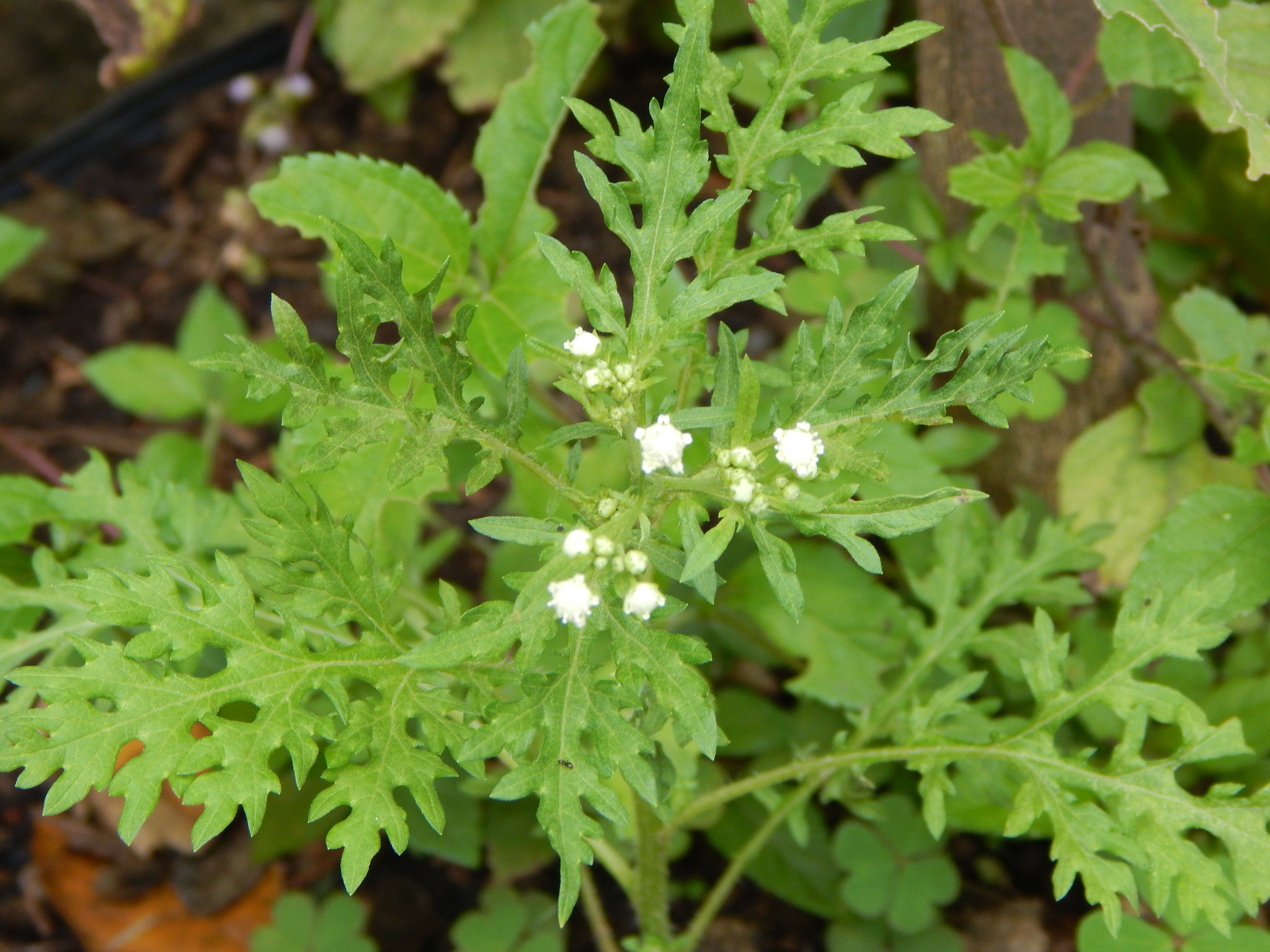 Parthenium hysterophorus