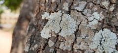 Pyxine