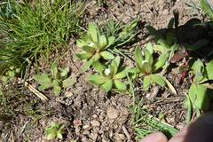 Plagiobothrys torreyi