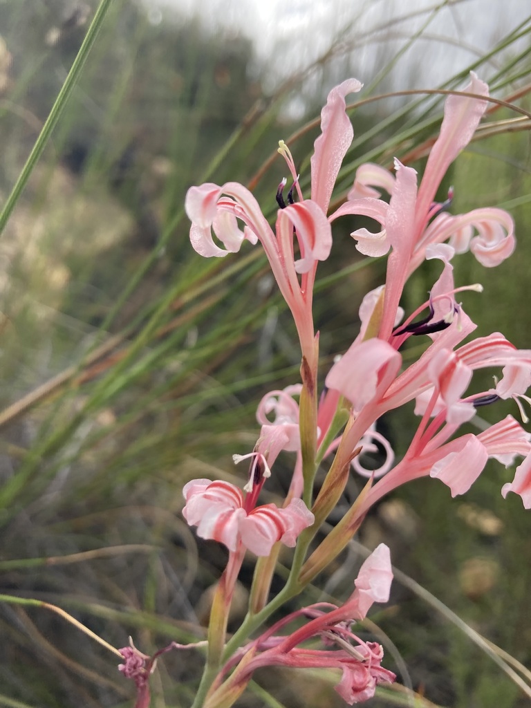 Curly Reedpipe