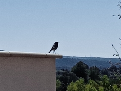 Phoenicurus ochruros