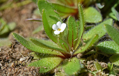 Plagiobothrys torreyi
