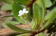 Plagiobothrys torreyi