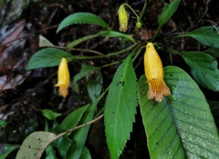Oreocharis longifolia longifolia