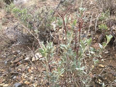 Eriogonum nummulare