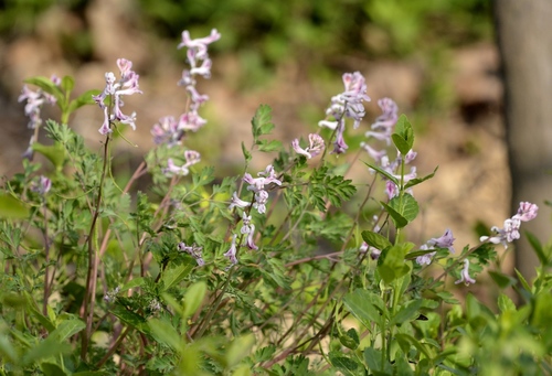 Corydalis edulis (Corydalis edulis)