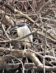 Nycticorax nycticorax