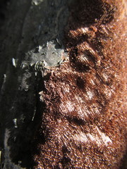 Fuscoporia ferruginosa