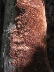 Fuscoporia ferruginosa