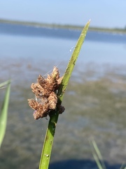 Schoenoplectus triqueter