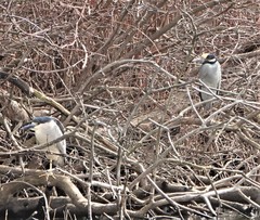 Nycticorax nycticorax