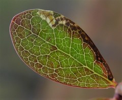 Stigmella myrtillella
