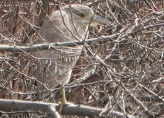 Nycticorax nycticorax