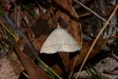 Nearcha nullata