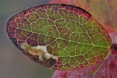 Stigmella myrtillella